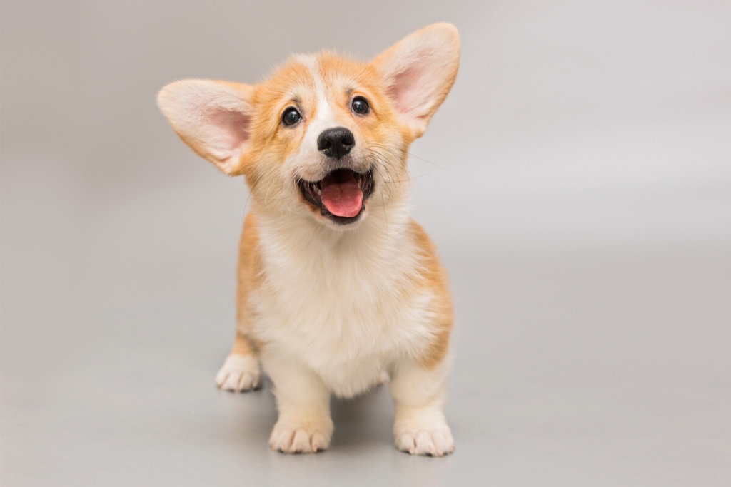 Radosny szczeniak Welsh Corgi Pembroke – urocze chwile z pupilem.