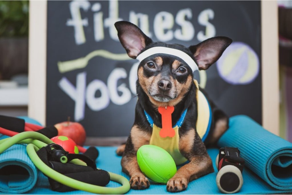 Pies w stroju fitness gotowy na zajęcia Puppy Yoga z akcesoriami do ćwiczeń