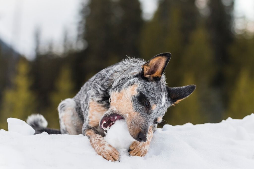 Australian Cattle Dog bawiący się w śniegu.