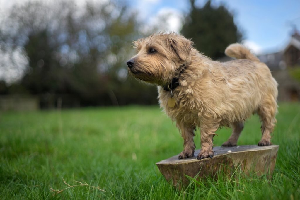 Norfolk Terrier stojący na kawałku drzewa w parku.