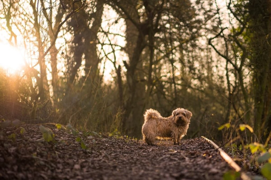 Norfolk Terrier na leśnej ścieżce w słoneczny dzień.