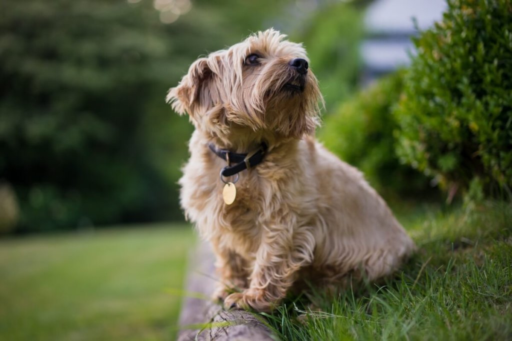 Norfolk Terrier trzymający przednie łapki na betonowym krawężniku.