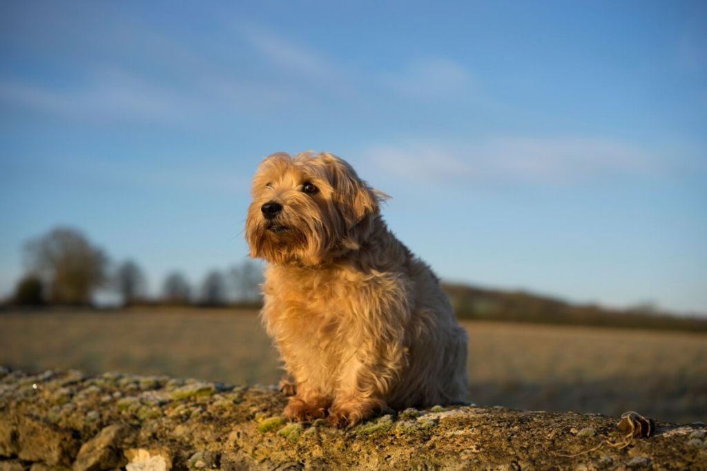 Norfolk Terrier siedzący na ziemi i patrzący w bok.