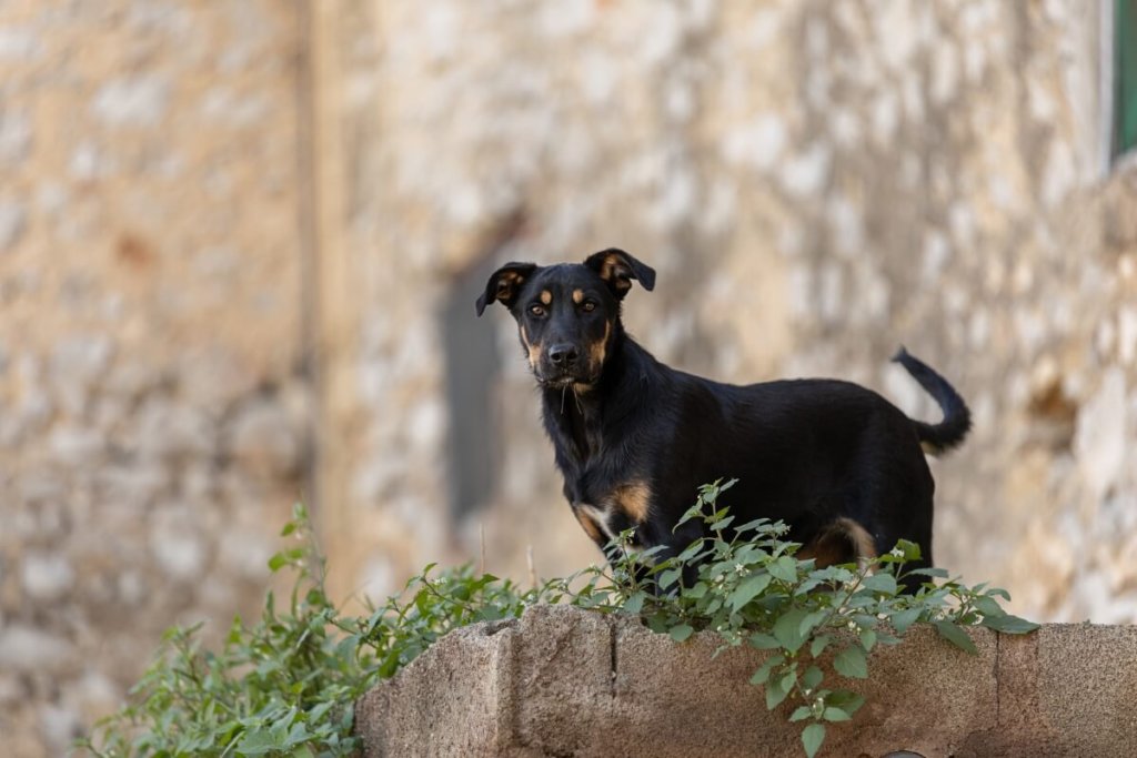 Owczarek francuski Beauceron uważnie obserwuje otoczenie, stojąc na murze porośniętym roślinnością.