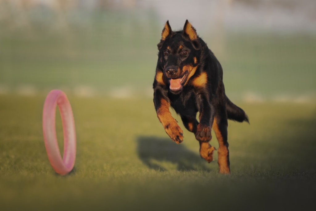 Pies rasy Beauceron biegnący za zabawką. 