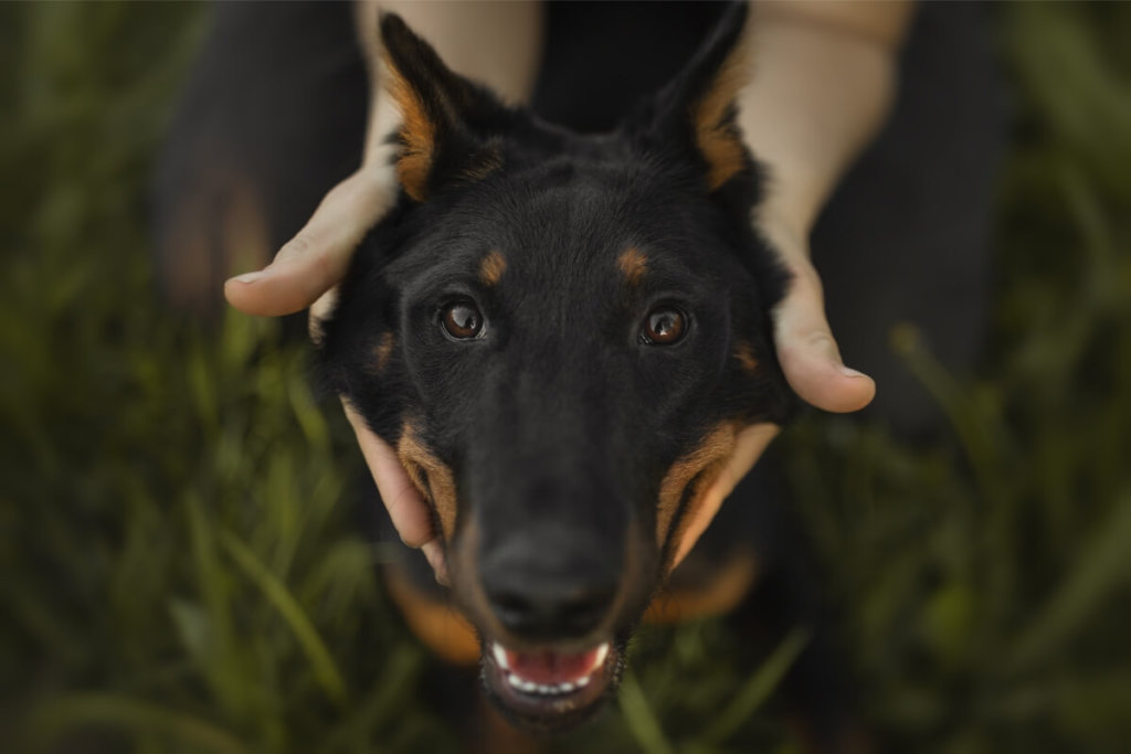 Beauceron z właścicielem.