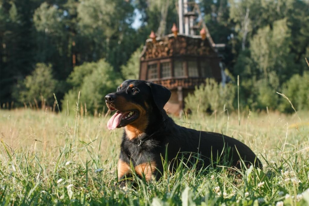 Pies rasy Beauceron leżący w wysokiej trawie.