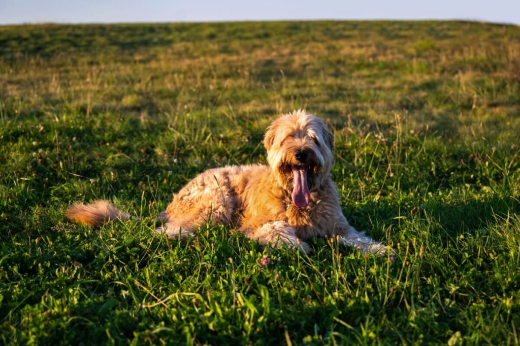 Radosny Briard odpoczywa na łące w promieniach zachodzącego słońca.