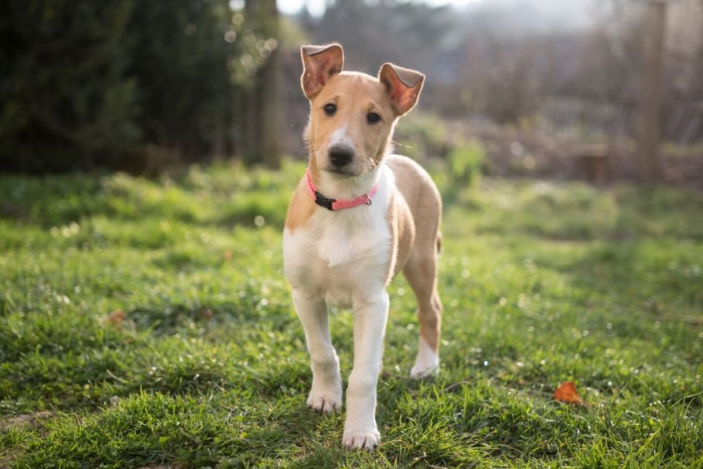 Młody pies rasy owczarek collie krótkowłosy, jasnobrązowy z białymi znaczeniami, stoi na trawie w słonecznym ogrodzie.