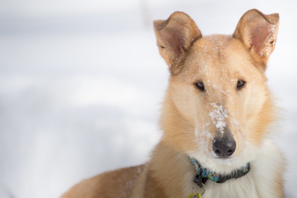 Owczarek collie krótkowłosy o jasnobrązowym umaszczeniu i dużych, stojących uszach, widziany z bliska na tle białego śniegu. Na pysku psa widać odrobinę śniegu, a na szyi kolorową obrożę.