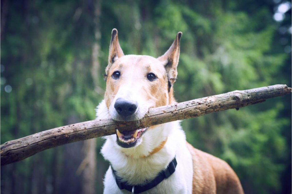 Owczarek collie krótkowłosy o jasnobrązowym umaszczeniu z białym kołnierzem i stojącymi uszami trzyma w pysku duży drewniany kij.