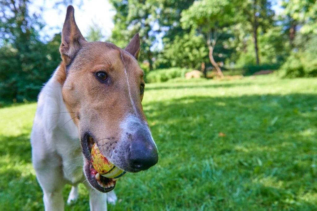 Owczarek collie krótkowłosy o brązowo-białym umaszczeniu z dużymi, stojącymi uszami trzyma w pysku kolorową piłkę. W tle trawnik i drzewa w słoneczny dzień.