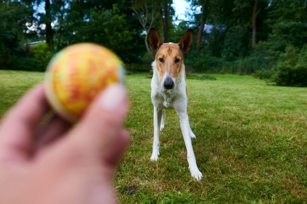 Owczarek collie krótkowłosy o brązowo-białym umaszczeniu stoi na trawniku, skupiając wzrok na piłce trzymanej w dłoni, która jest na pierwszym planie. W tle drzewa i ogród.