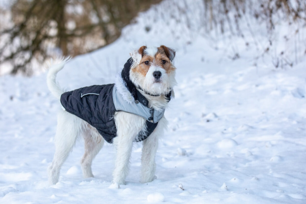 Pies rasy Parson Russel Terrier stojący w zimie na śniegu w psiej kurtce.