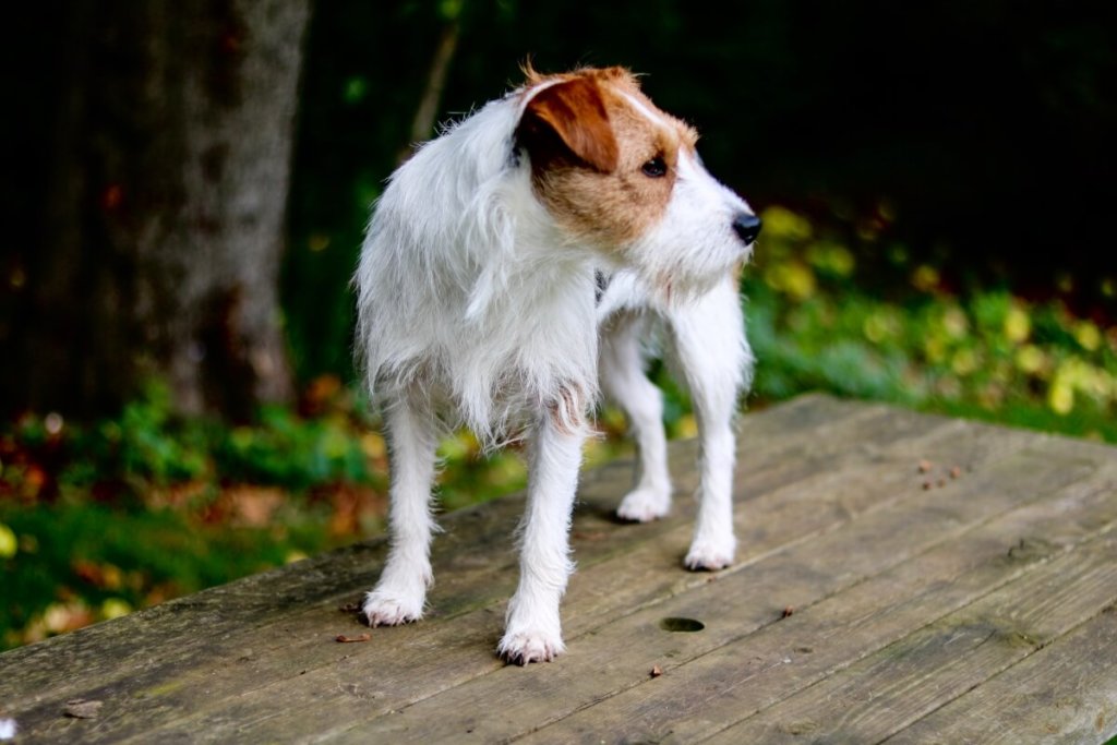 Parson Russell Terrier o szorstkowłosej sierści, biały z brązowymi znaczeniami na głowie, stojący na drewnianym stole w naturalnym, zielonym otoczeniu. Pies patrzy w bok, prezentując czujną i energiczną postawę.