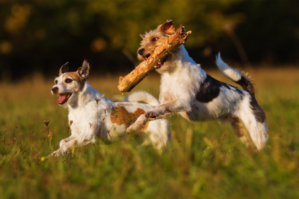 Pies Parson Russell Terrier biegnący z patykiem w pysku w towarzystwie innego psa.