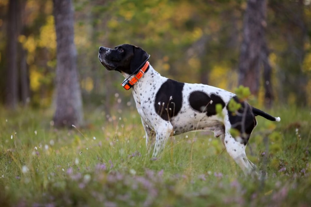 Pointer czarno-biały z pomarańczową obrożą, stojący na leśnej polanie, w pozycji wyczekującej, na tle drzew.