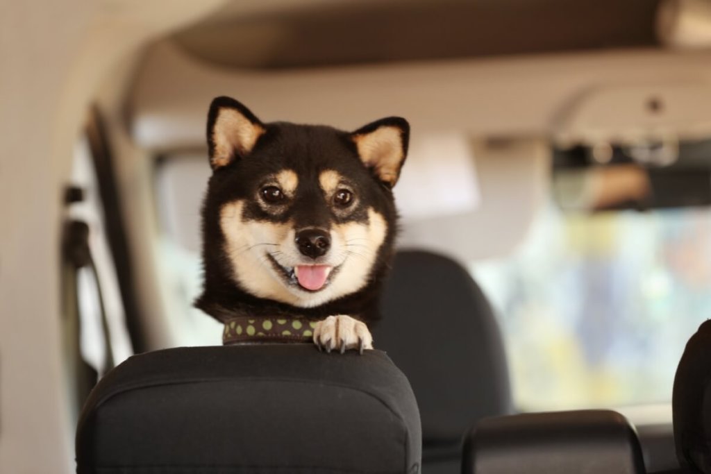 Pies Shiba Inu siedzący bezpiecznie na tylnym siedzeniu samochodu.